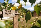 Природен парк Витоша става по-зелен по време на Моят зелен град 2016