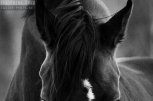 Конна база Victory Equestrian - снимка 1 - конни бази