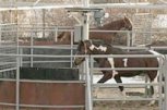 Ездови клуб Силвена спорт - снимка 2 - езда - Русе