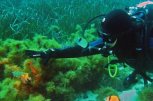 Diving BG - снимка 3 - гмуркане - София