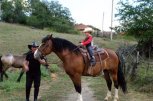 Клуб по конен спорт ТАРСАС - снимка 4 - Спортни клубове - София