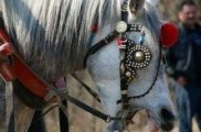Турнир във Виница за Тодоровден
