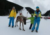 Северен елен зарадва децата на Бъндеришка поляна